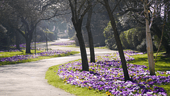 Parkweg im Frühling