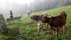 Tour de Tirol 2014 Pölven Trail