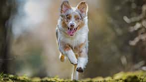 Australian Shepherd Australian Shepherd