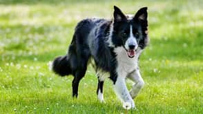 Border Collie Border Collie