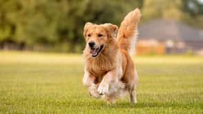 Golden Retriever Golden Retriever