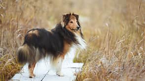 Shetland Sheepdog Shetland Sheepdog