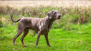 Weimaraner Weimaraner