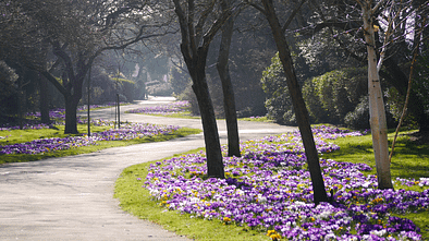 Parkweg im Frühling