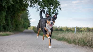 Freilaufender Hund auf einer Laufstrecke