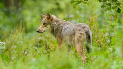 Eurasischer Wolf, European Gray Wolf, Canis lupus lupus