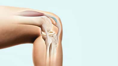 Das Kniegelenk im Schnitt: Die Patellasehne (vorne) ­verbindet den unteren Teil 
der Kniescheibe (blau) mit dem Schienbein. 