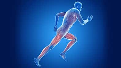 Die Anatomie des Läufers