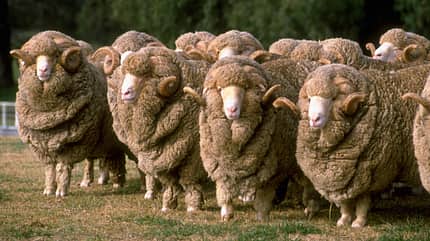 looking at camera:CB2,strange:CB1,farm scene:CB2,Merino sheep:CB2,similarity:CB2,ram:CB2,sheep ranch:CB2,pasture:CB2,outdoors:CB2,nobody:CB1,flock:CB2,Deniliquin:CB1,:CB1,Pacific Rim:CB1,ruminants:CB1 Flock of Merino Rams