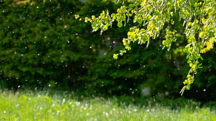 Pollenallergie: Über einer Wiese fliegen Pollen durch die Luft. Pollenallergie: Über einer Wiese fliegen Pollen durch die Luft.
