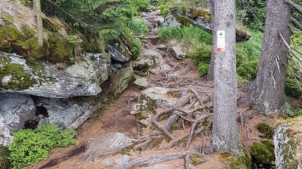 Kaitersbergtrail Bad Kötzting 2019