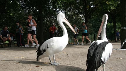 Tierparklauf Berlin 2012
