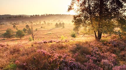 Lüneburger Heide / Staffellauf 2018 Lüneburger Heide / Staffellauf 2018