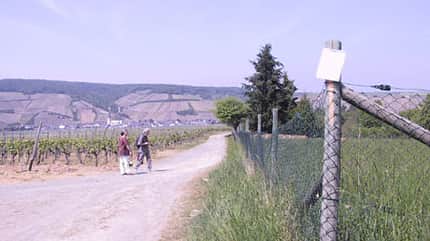 Rotwein-Marathon