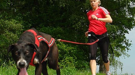 Internationaler Canicross Run Nettetal