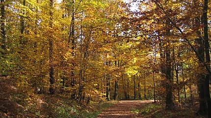 Deisterberglauf Barsinghausen: Durch den Wald in den Deister