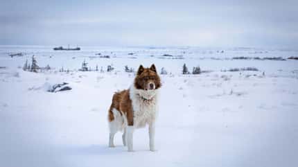 Polar Bear-Marathon Churchill 2019