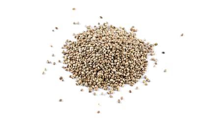 background,isolated,macro,white,cannabis,close,drug,fresh,grain,group,health,healthy,hempseed,marijuana,natural,oil,seeds,up Cannabis Hemp seeds close up macro shot isolated