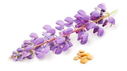 Blue,Bouquet,Bunch,Flower,Flower Head,Growth,Herb,Isolated,Leaf,Lupine,Nature,Plant,Purple,Single Flower,Stem,Summer,Violet,Wildlife Lupine flower on a white background