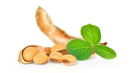 soybean,bean,white background,ripe,agriculture,husk,food,vegetable,nature,plant,brown,dry,healthy eating,seed,organic,leaf,cut out,raw food,crop - plant,vegetarian food,freshness,cereal plant,soja,yield,No People Soybean seeds with soy leaf on white background