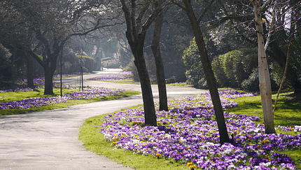 Parkweg im Frühling