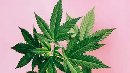 CBD