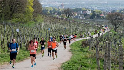 Perchtoldsdorfer Weinberglauf