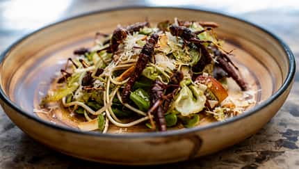 exotic salad prepared with crickets