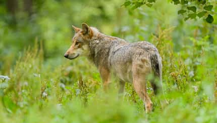 Eurasischer Wolf, European Gray Wolf, Canis lupus lupus
