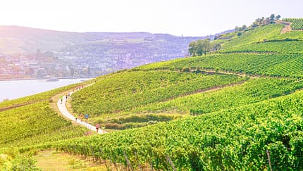 Vinothon Wiesbaden-Rheingau Genuss-Marathon