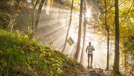 Ein einzelner Läufer kommt zwischen Bäumen hervor, strahlende Sonne von hinten. Ein einzelner Läufer kommt zwischen Bäumen hervor, strahlende Sonne von hinten.
