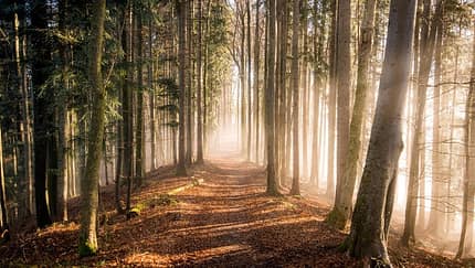 Wald- und Wiesenlauf Bernau-Lobetal