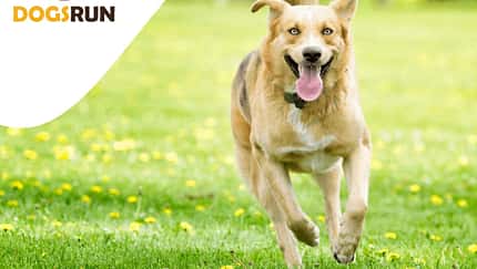 Dogs Virtual Run