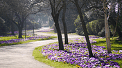 Parkweg im Frühling