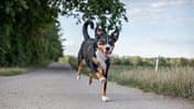 Freilaufender Hund auf einer Laufstrecke