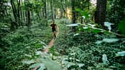Im Wald, abseits von Verkehr und Lärm, laufen wohl die meisten am liebsten. 