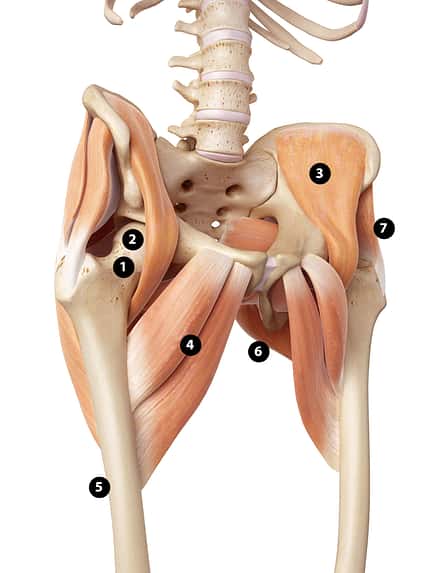 Hüfte – Anatomie Hüfte – Anatomie