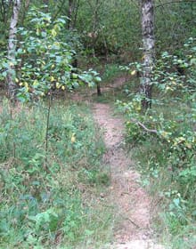 Bärenfels-Trail
